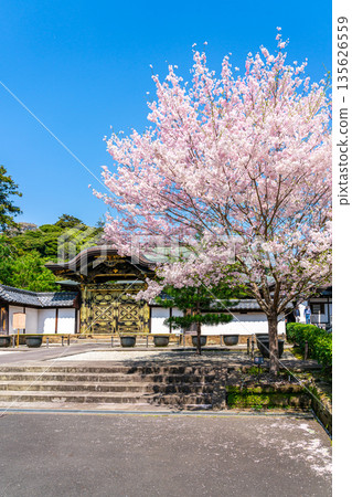 [Kanagawa Prefecture] Beautiful cherry blossoms blooming at Kenchoji Temple in Kamakura 135626559