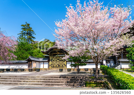 [Kanagawa Prefecture] Beautiful cherry blossoms blooming at Kenchoji Temple in Kamakura 135626560