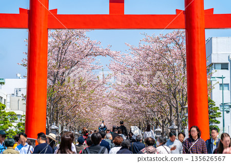 【神奈川縣】鎌倉的丹九頭,櫻花樹成排盛開,美不勝收。 【神奈川縣】鎌倉的丹九頭,櫻花樹成排盛開,美不勝收。 135626567