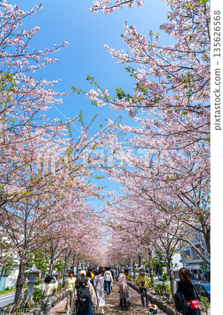 [Kanagawa Prefecture] Dankuzu in Kamakura with its beautiful rows of cherry blossom trees 135626568