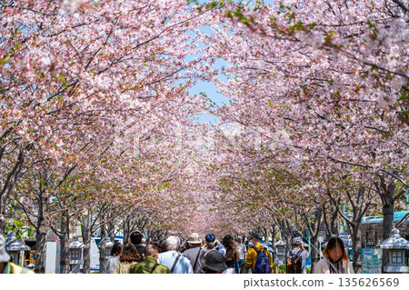 [Kanagawa Prefecture] Dankuzu in Kamakura with its beautiful rows of cherry blossom trees 135626569
