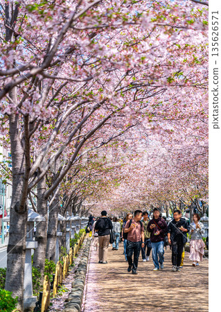 [Kanagawa Prefecture] Dankuzu in Kamakura with its beautiful rows of cherry blossom trees 135626571