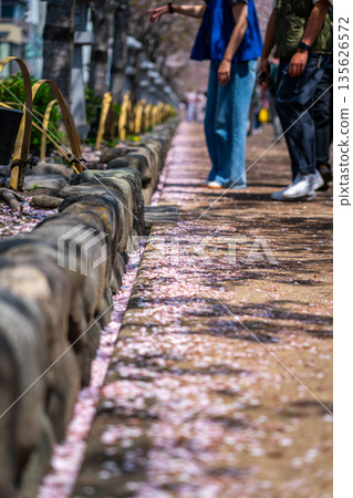 【神奈川縣】鎌倉的丹九頭，櫻花樹成排盛開，美不勝收。 135626572