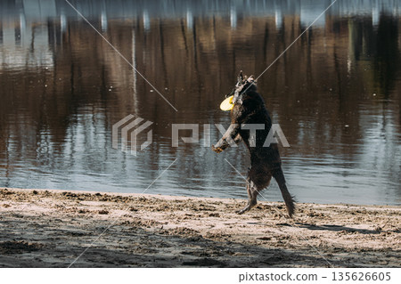 Alsatian Wolf Dog Or Black German Shepherd Dog Playing Outdoor With Flying Disc. Playful Pet Outdoors. Leisure Game For Pets. Happy Pets Concept. German Shepherd Dog Jumping Outdoor 135626605