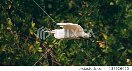 Goa, India. White Little Egret Flying On Background Greenery Goa, India. White Little Egret Flying On Background Greenery 135626650