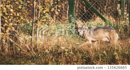 Running Eurasian Wolf - Canis Lupus Running Eurasian Wolf - Canis Lupus 135626665