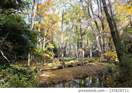 磯川綠園 135626711