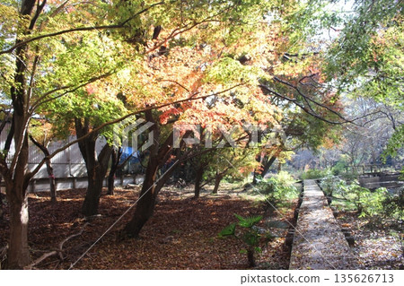磯川綠園 135626713