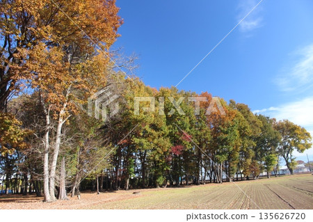Isokawa Green Park Isokawa Green Park 135626720