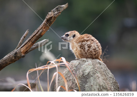 狐狸獴的側面輪廓、身體和尾巴 135626859