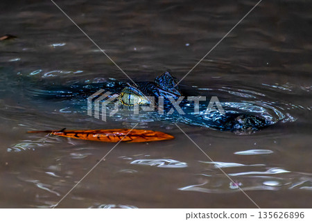 Yacare caiman in the brazilian jungle at Ilha das Canarias in Brazil. Delta do Parnaiba. Yacare caiman in the brazilian jungle at Ilha das Canarias in Brazil. Delta do Parnaiba. 135626896
