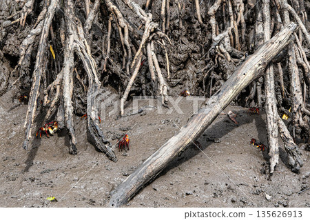 Mangrove crabs or Fiddler crabs at the Preguicas River in Tutoia, Maranhao, Brazil. Mangrove crabs or Fiddler crabs at the Preguicas River in Tutoia, Maranhao, Brazil. 135626913