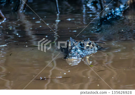 Yacare caiman in the brazilian jungle at Ilha das Canarias in Brazil. Delta do Parnaiba. 135626928