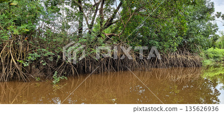 Boat trip on the Igarape do Urubu River, Delta das Americas to Ilha das Canarias, Brazil. South America 135626936