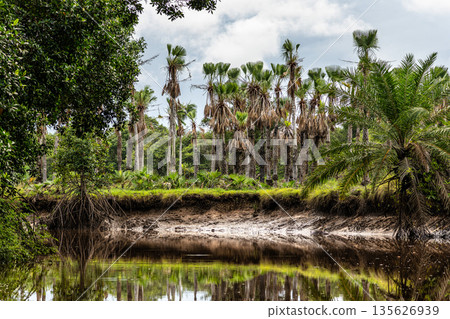 Boat trip on the Igarape do Urubu River, Delta das Americas to Ilha das Canarias, Brazil. South America 135626939
