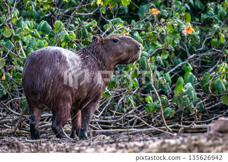Capybara, Hydrochoerus hydrochaeris at the Igarape do Urubu River, Delta das Americas to Ilha das Canarias, Brazil. South America 135626942