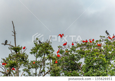 Scarlet ibis flying back home to their sleeping place, Revoada dos guaras on the Delta of the Parnaiba River in Brazil Scarlet ibis flying back home to their sleeping place, Revoada dos guaras on the Delta of the Parnaiba River in Brazil 135626951