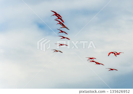 Scarlet ibis flying back home to their sleeping place, Revoada dos guaras on the Delta of the Parnaiba River in Brazil Scarlet ibis flying back home to their sleeping place, Revoada dos guaras on the Delta of the Parnaiba River in Brazil 135626952