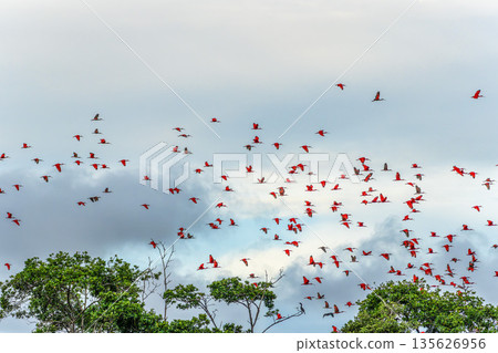 Scarlet ibis flying back home to their sleeping place, Revoada dos guaras on the Delta of the Parnaiba River in Brazil Scarlet ibis flying back home to their sleeping place, Revoada dos guaras on the Delta of the Parnaiba River in Brazil 135626956