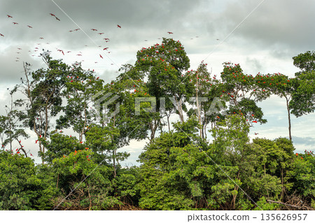 Scarlet ibis flying back home to their sleeping place, Revoada dos guaras on the Delta of the Parnaiba River in Brazil Scarlet ibis flying back home to their sleeping place, Revoada dos guaras on the Delta of the Parnaiba River in Brazil 135626957
