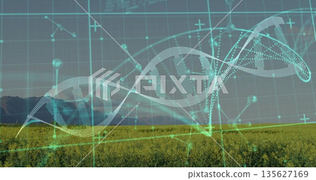 Floating DNA helix spanning grid over yellow flowering farmland featuring nodes and network lines Floating DNA helix spanning grid over yellow flowering farmland featuring nodes and network lines 135627169