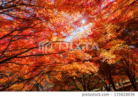 在長野縣上名郡箕輪町東之輪,著名的賞楓勝地-紅葉湖(箕輪水壩)末廣廣場斜坡上,逆光照射下的楓樹熠熠生輝。 在長野縣上名郡箕輪町東之輪,著名的賞楓勝地-紅葉湖(箕輪水壩)末廣廣場斜坡上,逆光照射下的楓樹熠熠生輝。 135628036