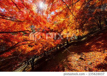 在長野縣上名郡箕輪町東之輪,著名的賞楓勝地-紅葉湖(箕輪水壩)末廣廣場斜坡上,逆光照射下的楓樹熠熠生輝。 在長野縣上名郡箕輪町東之輪,著名的賞楓勝地-紅葉湖(箕輪水壩)末廣廣場斜坡上,逆光照射下的楓樹熠熠生輝。 135628037