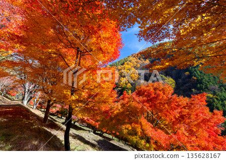 長野縣上名郡箕輪町東之輪-著名的賞楓勝地:紅葉湖(箕輪水壩)和末廣廣場山坡上絢麗的楓樹。 長野縣上名郡箕輪町東之輪-著名的賞楓勝地:紅葉湖(箕輪水壩)和末廣廣場山坡上絢麗的楓樹。 135628167