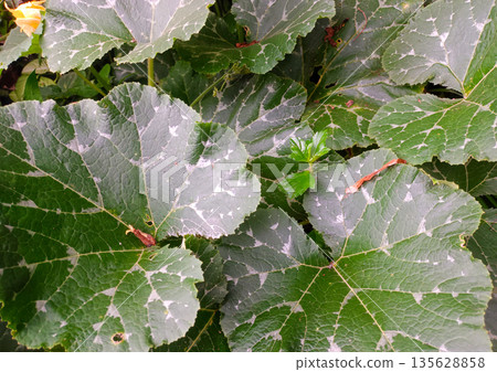 Top Down View of Squash Vegetation with Detailed Leaf Veins and Texture Top Down View of Squash Vegetation with Detailed Leaf Veins and Texture 135628858