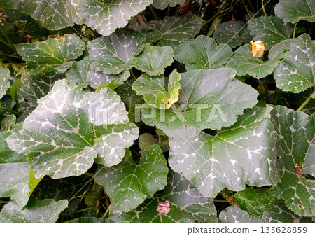 Organic Pumpkin Patch Foliage with Hint of Yellow Blossom in the Field Organic Pumpkin Patch Foliage with Hint of Yellow Blossom in the Field 135628859