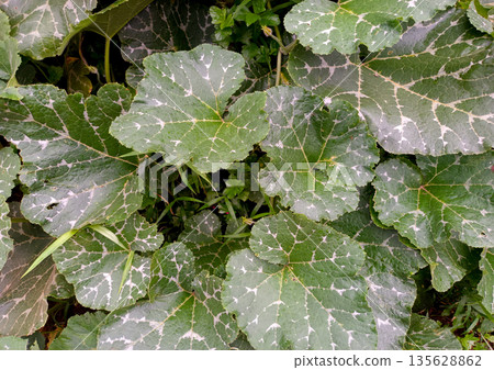 Wide Shot of Healthy Pumpkin Plants Spreading Across the Ground 135628862