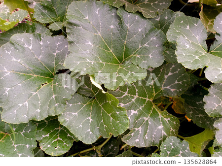 Full Frame Texture of Broad Pumpkin Leaves in Sunlight Full Frame Texture of Broad Pumpkin Leaves in Sunlight 135628864