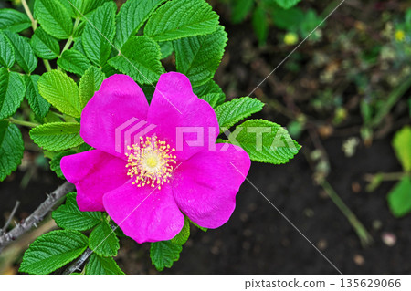 Red rose flower (spring, May) Red rose flower (spring, May) 135629066