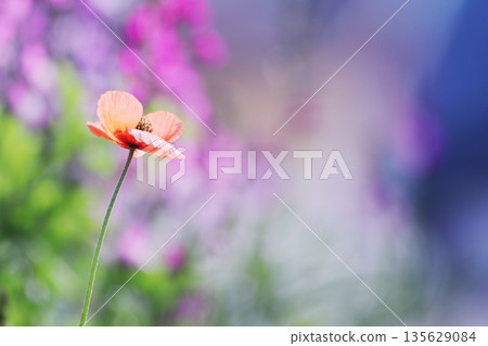 Colorful background with orange corn poppy flowers Colorful background with orange corn poppy flowers 135629084