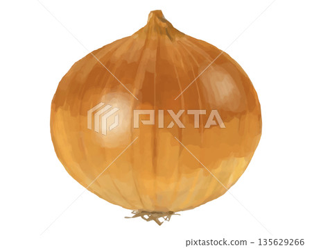 Illustration of a whole onion 135629266