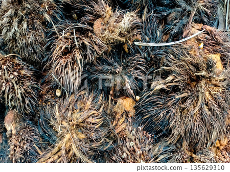 Pile of Decomposing Oil Palm Empty Fruit Bunches for Compost 135629310