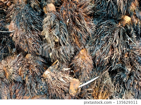 Stacked Oil Palm Empty Fruit Bunches Biomass and Fertilizer Source Stacked Oil Palm Empty Fruit Bunches Biomass and Fertilizer Source 135629311