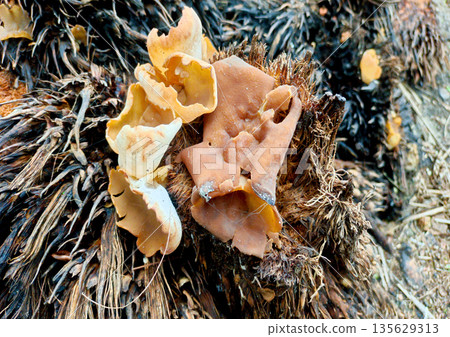 Brown Jelly Ear Mushrooms Growing on Decaying Oil Palm Waste 135629313