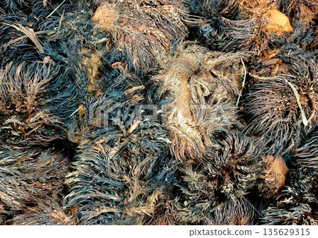 Top Down View of Dry and Spiky Oil Palm Empty Fruit Bunches 135629315