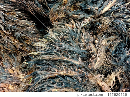 Wet and Matted Fibers of Decomposed Oil Palm Fruit Bunches 135629316