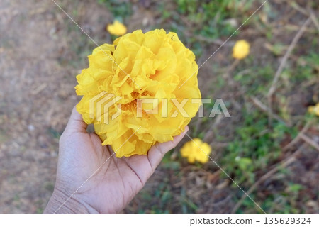 Young girl's hand holding bright yellow Cochlospermum regium flower, showcasing vibrant botanical beauty with fresh delicate petals in tropical outdoor setting with elegant charm. Young girl's hand holding bright yellow Cochlospermum regium flower, showcasing vibrant botanical beauty with fresh delicate petals in tropical outdoor setting with elegant charm. 135629324