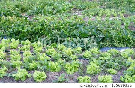 Lush green lettuce rows thrive beside vibrant spinach plants in an organic farm field with straw mulch and irrigation lines under natural sunlight. Lush green lettuce rows thrive beside vibrant spinach plants in an organic farm field with straw mulch and irrigation lines under natural sunlight. 135629332