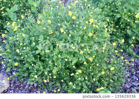 Tiny fragrant yellow chrysanthemum blossoms thrive in backyard garden, nurturing organic herbal tea cultivation under warm sunlight with natural aromatic soothing home garden. Tiny fragrant yellow chrysanthemum blossoms thrive in backyard garden, nurturing organic herbal tea cultivation under warm sunlight with natural aromatic soothing home garden. 135629336