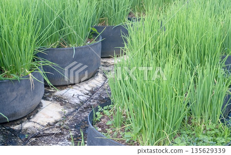 Green spring nions thriving in recycled tire pots, cultivated in a kitchen garden for culinary use, fresh aromatic leaves ready for cooking delicious homemade meals every day in homegarden setting 135629339