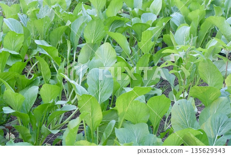 Fresh green bok choy leaves thriving in a homegrown kitchen garden plot, showcasing healthy organic vegetable cultivation in lush soil environment daily agricultural produce. Fresh green bok choy leaves thriving in a homegrown kitchen garden plot, showcasing healthy organic vegetable cultivation in lush soil environment daily agricultural produce. 135629343