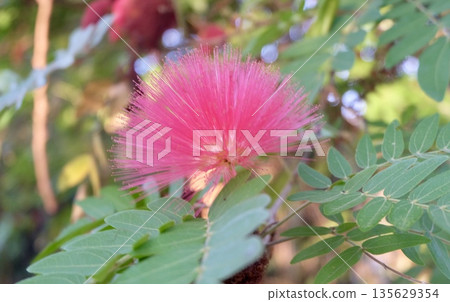 A vibrant pink fuzzy tropical flower blooms brightly amidst lush green leaves, its soft petals unfolding delicately to reveal intricate stamen capturing nature's beauty in a fresh and attractive macro 135629354