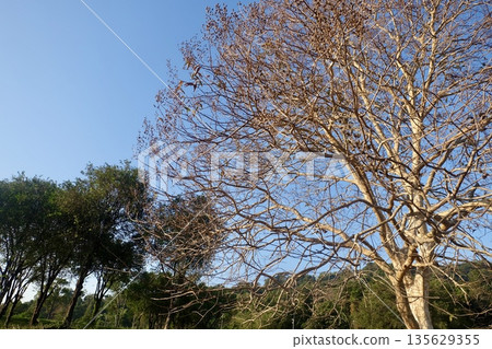 Bare winter tree stands with dry branches against clear blue sky, showcasing seasonal desolation in a natural outdoor landscape environment with no leaves. Bare winter tree stands with dry branches against clear blue sky, showcasing seasonal desolation in a natural outdoor landscape environment with no leaves. 135629355