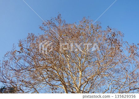 Bare winter tree stands with skeletal dry branches, awaiting future green renewal of leaves and blossoms in upcoming season of nature's rebirth and hopeful spring growth. 135629356