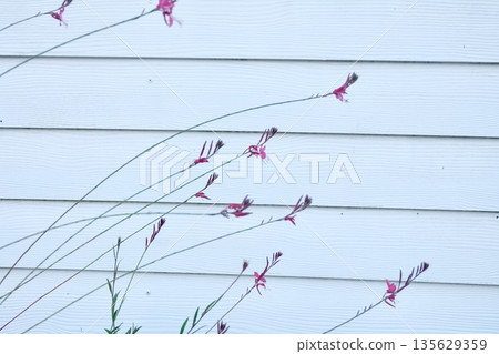 Delicate pink flowers bloom softly against a simple white wall, adding vibrant color and serene elegance to a tranquil peaceful outdoor garden scene. 135629359