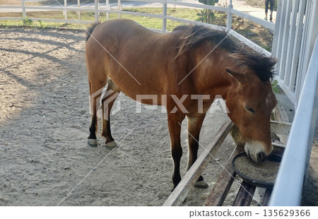 A brown dwarf pony is eating nutritious feed in a white fenced sandy enclosure, happily enjoying its daily meal routine with joyful contentment. 135629366